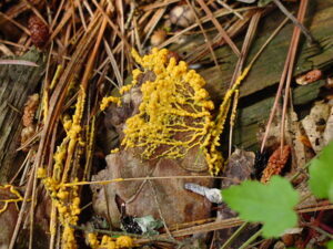 Physarum Polycephalum