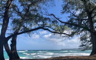 Two gorgeous old tree friends having a conversation on a beach in Kauai as witnessed by photographer Lisa Joy Mercure